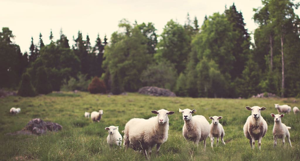 Sheep Being Social